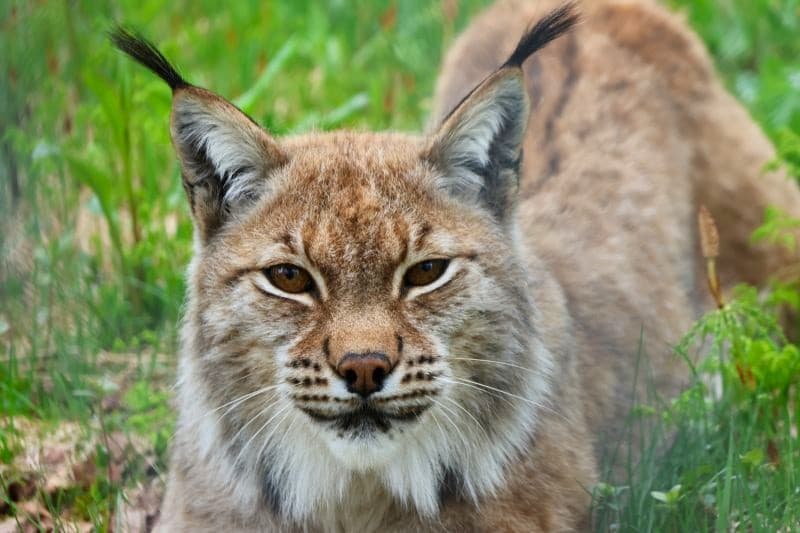 Things to Do in Narvik in Summer